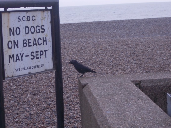 Mr Jackdaw realises he could have brought his dog.